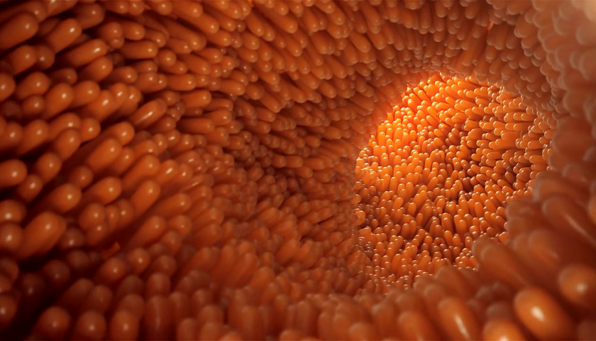 Reflux & HyperAcidity: Image of Intestinal Villi in the small intestine
